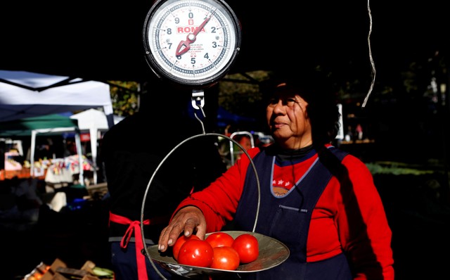 Investigadores y extensionistas en una cruzada por preservar la semilla del tomate platense 