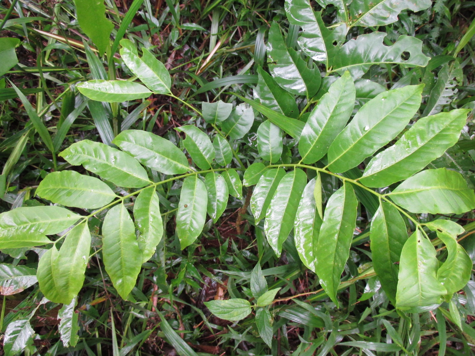 La UNLP sale al rescate de la selva misionera