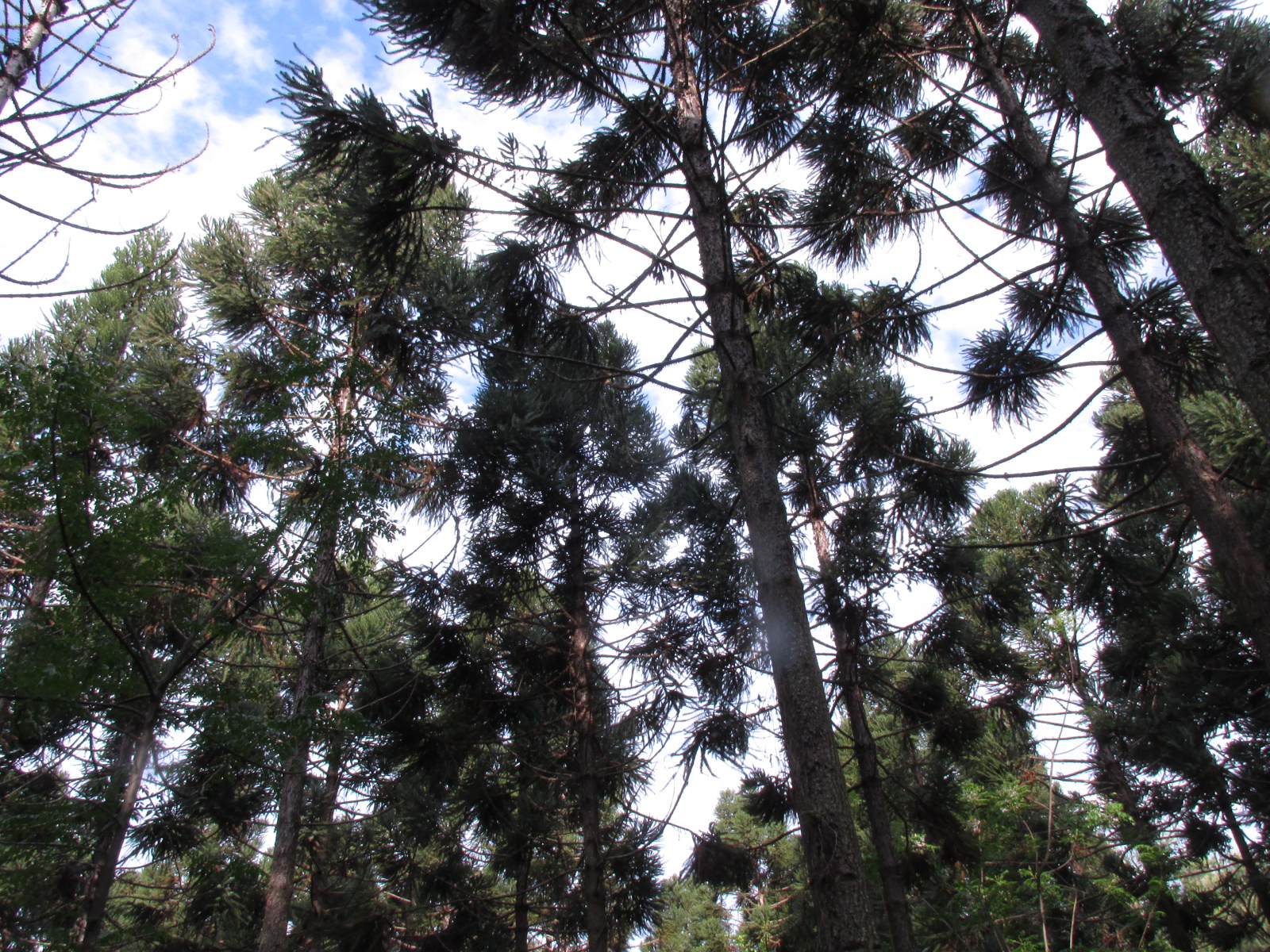 La UNLP sale al rescate de la selva misionera