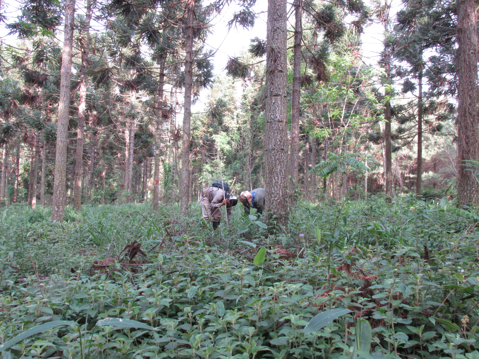 La UNLP sale al rescate de la selva misionera