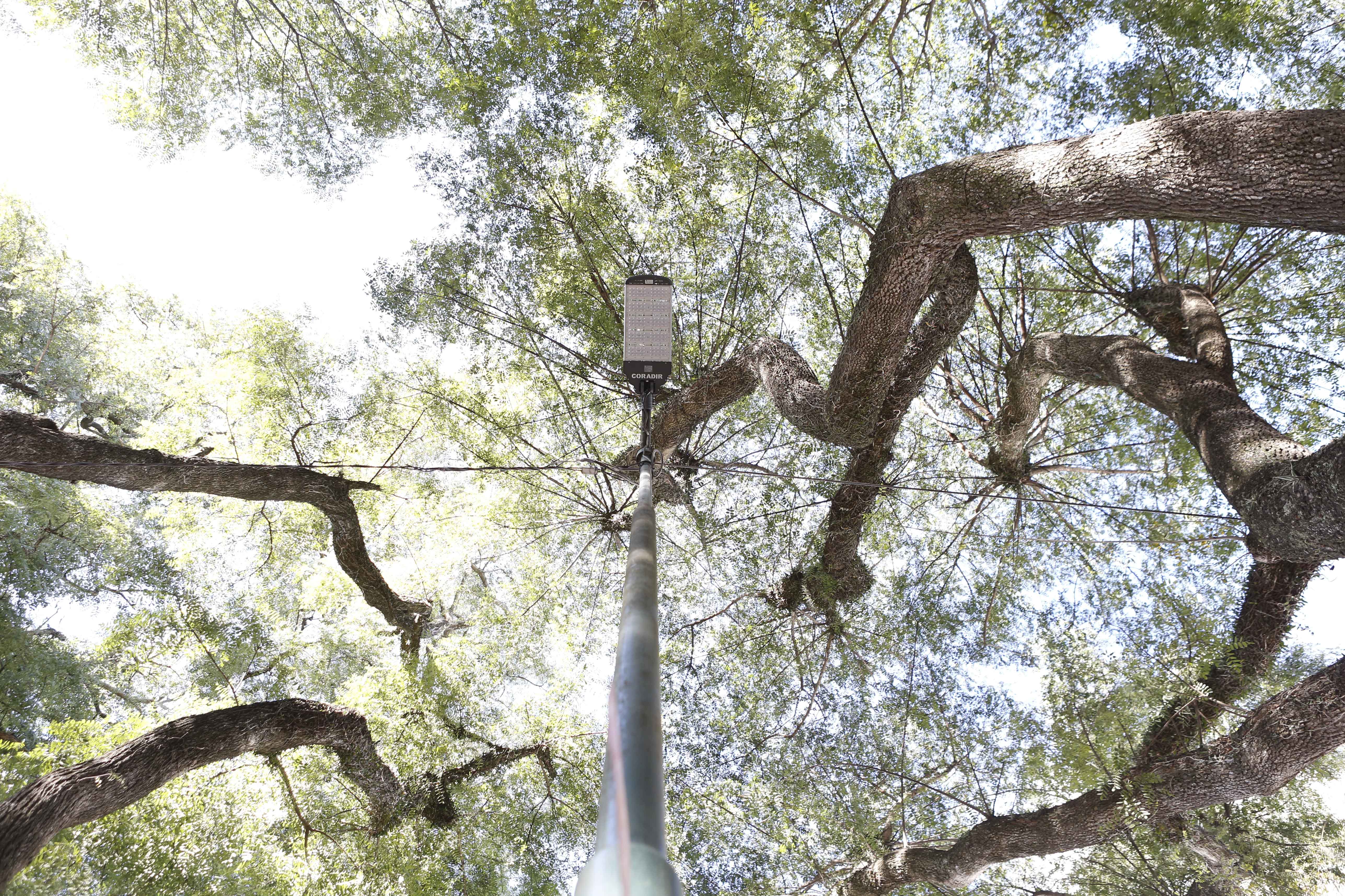 Con recursos propios, la UNLP mejora la iluminación en la zona del bosque Con recursos propios, la UNLP mejora la iluminación en la zona del bosque