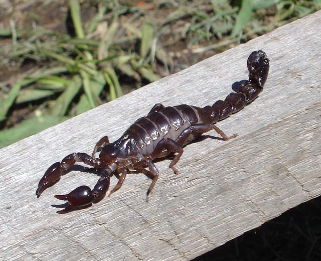 La UNLP advierte sobre cómo actuar ante la presencia de escorpiones