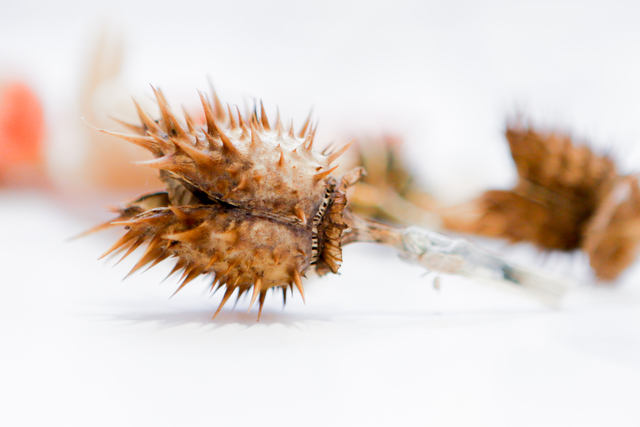 Plantas tóxicas e insectos venenosos, un peligro para las mascotas  