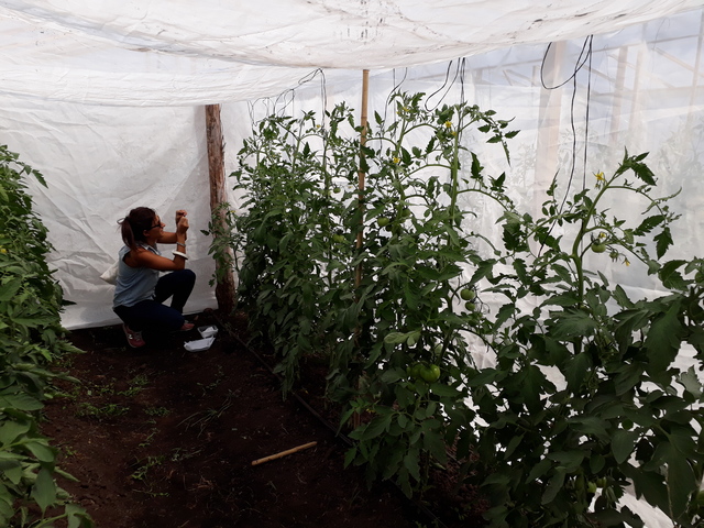 Combaten una peligrosa plaga que afecta a los cultivos de tomate