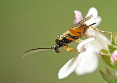 Con una pequeña avispa como aliada, investigadores de la UNLP buscan combatir una plaga del tomate