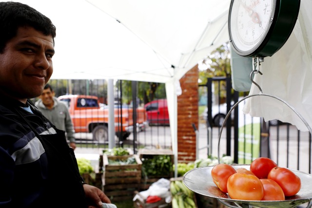 La UNLP en una cruzada por preservar la semilla del tomate platense